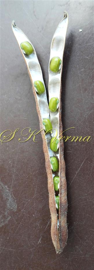  Legume (Dehisced)
